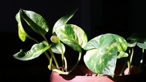 Close-up of fresh green plant against black background