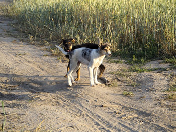 Dog standing on grassy field