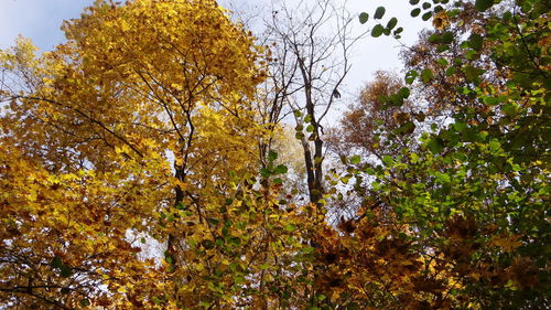 Low angle view of trees against the sky