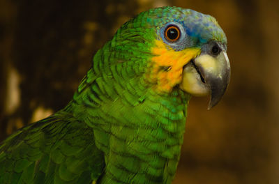 Close-up of parrot