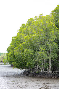 Tree by river against sky