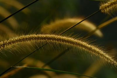 Close-up of plant against blurred background