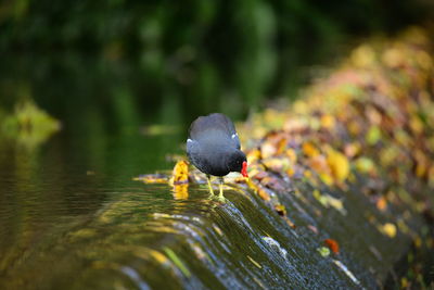 nature