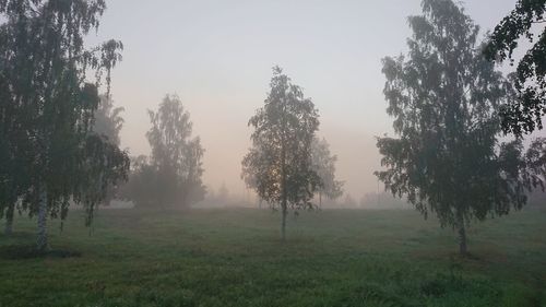 Trees on field against sky