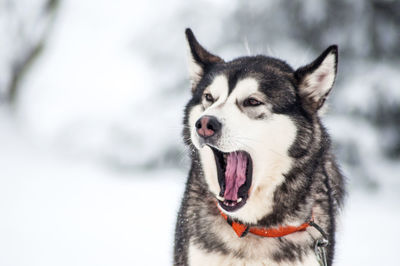 Barking husky dog