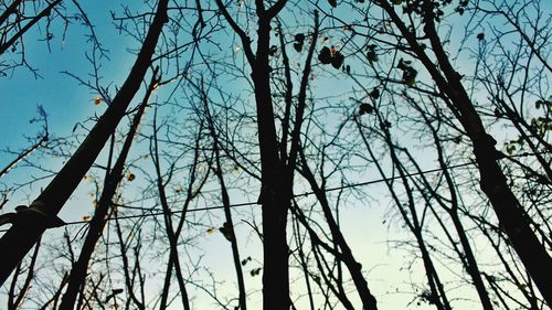 Low angle view of bare trees against sky