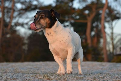 Dog standing on field during winter