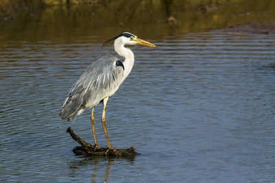 Bird perching on a lake