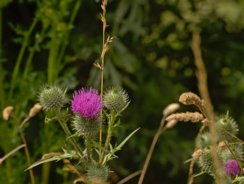 Close-up of thistle flower