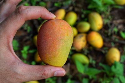 Close-up of hand holding apple