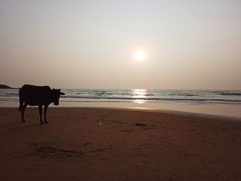 Scenic view of beach against sky during sunset and cow