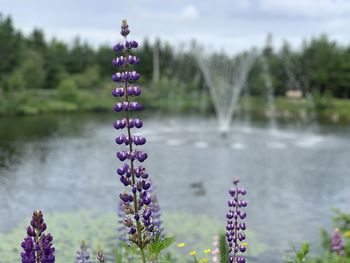 Purple flowering plants by lake against sky