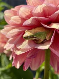 Close-up of insect on pink flower