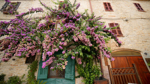 Purple flowers in city