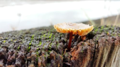 Close-up of mushroom growing on field