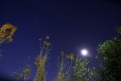 Low angle view of trees against sky at night