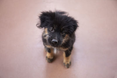 High angle portrait of a dog