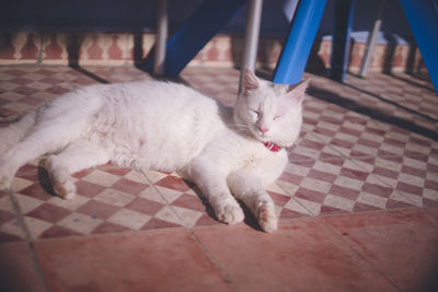 Close-up of a cat resting on tiled floor