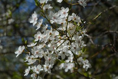 Close-up of white cherry blossoms in spring