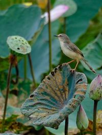 Close-up of bird perching on flower