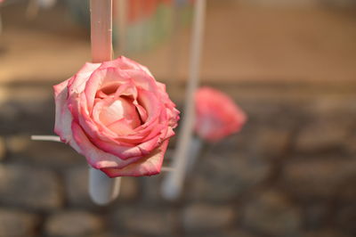 Close-up of pink rose blooming outdoors