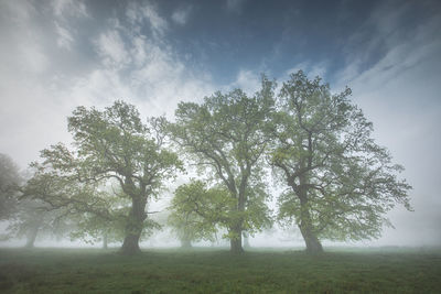 Trees on field against sky