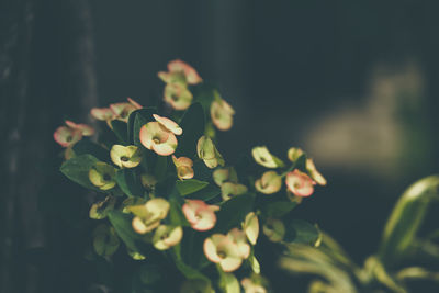 Close-up of pink flower