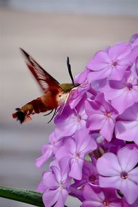 Close-up of butterfly pollinating on pink flower