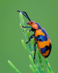 Close-up of leaf beetle