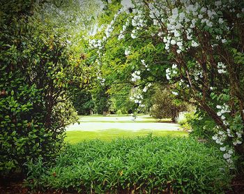 Trees in park