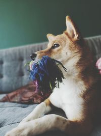 Close-up of dog with toy shiba inu 