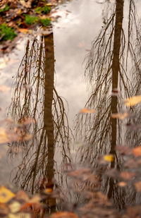 Bare trees on field by lake against sky during winter