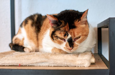 Close-up of a cat sleeping