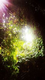 Low angle view of sunlight streaming through trees