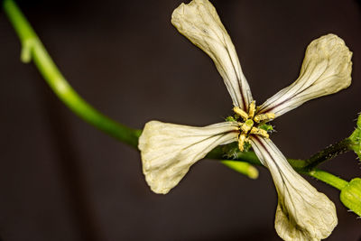 Close-up of wilted flower plant