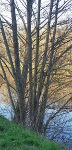 Bare trees in forest