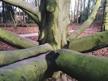 Plants growing on tree trunk