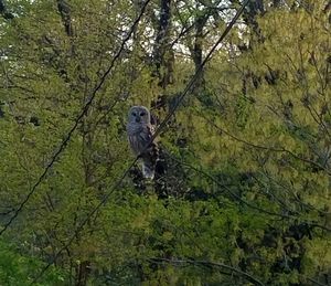 Close-up of bird perching on tree