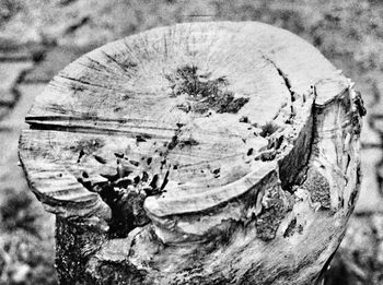 Close-up of log on tree stump