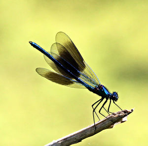 Close-up of damselfly on leaf