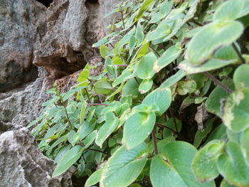 Close-up of plant