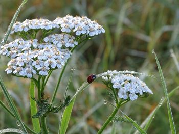 Close-up of insect on plant