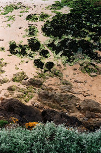 Close-up of plants growing on landscape