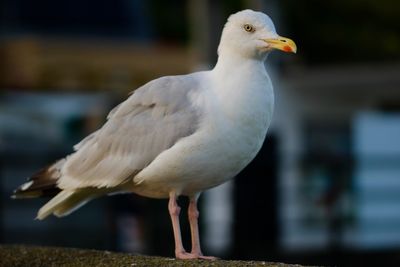 Close-up of seagull perching