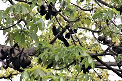 Low angle view of bird on branch