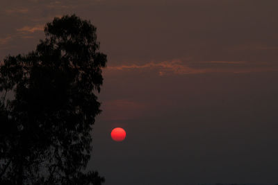 Silhouette tree against sky during sunset