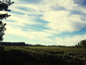 Scenic view of field against cloudy sky