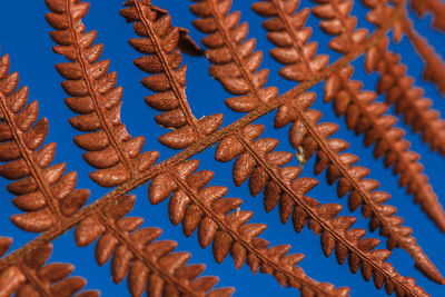 Low angle view of dried leaves on metal