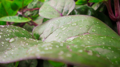 Close-up of wet plant leaves during rainy season