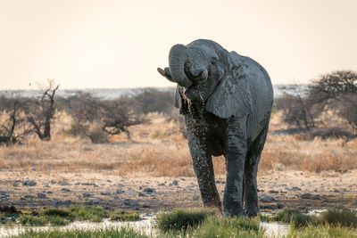 Elephant in a field